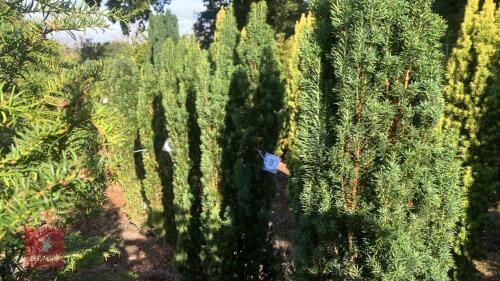TAXUS BACCATA 'FASTIGATA' (IRISH YEW)