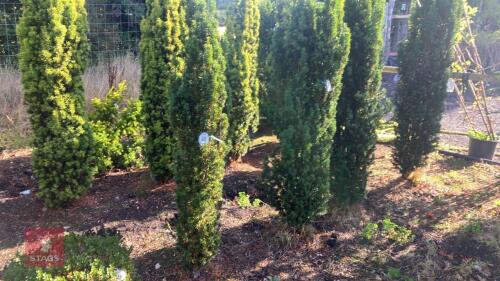 TAXUS BACCATA 'FASTIGATA' (IRISH YEW)