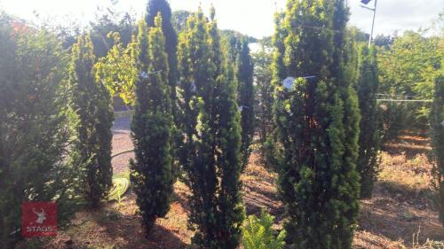 TAXUS BACATTA 'FASTIGATA AUREOMARGINATA'