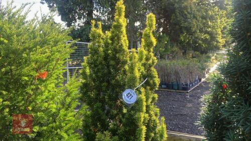 TAXUS BACATTA 'FASTIGATA AUREOMARGINATA'