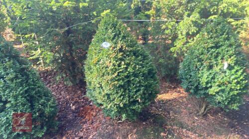 BUXUS SEMPERVIRENS (BOX CONE)