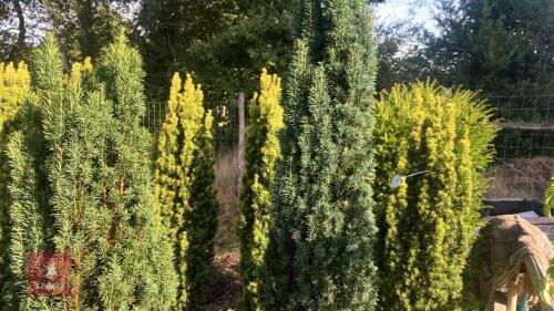 TAXUS BACCATA 'FASTIGATA' (IRISH YEW)
