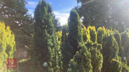 TAXUS BACCATA 'FASTIGATA' (IRISH YEW)
