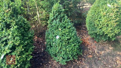 BUXUS SEMPERVIRENS (BOX CONE)