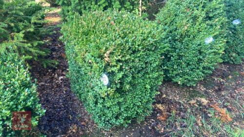 BUXUS SEMPERVIRENS (BOX CUBE)
