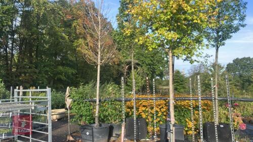 ACER CAMPESTRE (FIELD MAPLE)