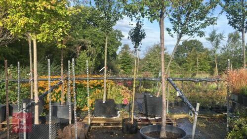 CARPINUS BETULUS 'ALBERT BEECKMAN'