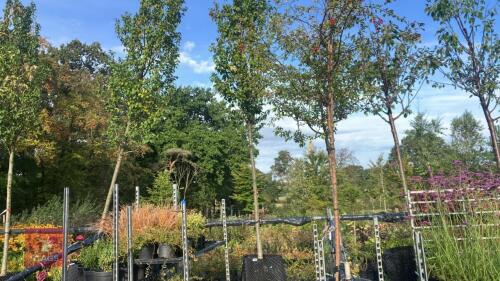 CARPINUS BETULUS 'ALBERT BEECKMAN'