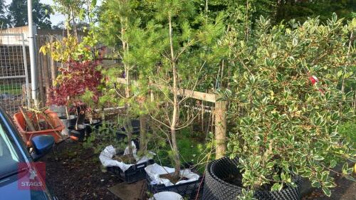 2 PINUS SYLVESTRIS