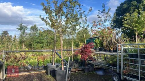 PRUNUS AVIUM (WILD CHERRY)