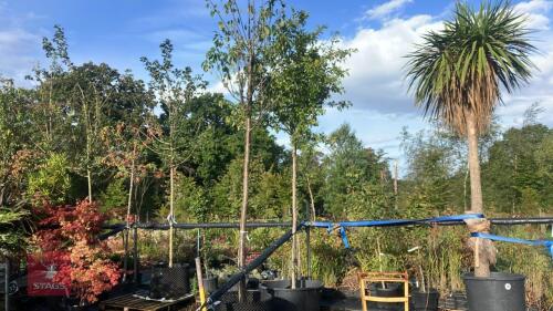 PRUNUS AVIUM 'CASTOR' (WILD CHERRY)