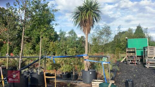 CORDYLINE AUSTRALIS (TORBAY PALM)