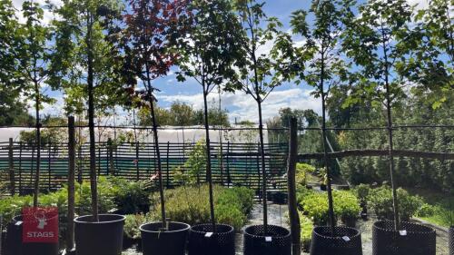 ACER PSEUDOPLATANUS NEGENIA