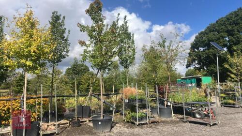 PYRUS CALLERYANA 'RED SPIRE'