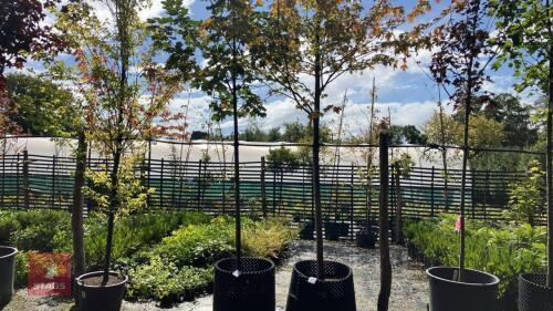 ACER PSEUDOPLATANUS NEGENIA
