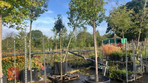 CARPINUS BETULUS 'ALBERT BEECKMAN'
