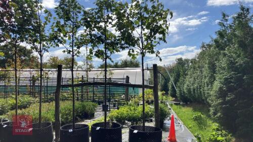 ACER PSEUDOPLATANUS NEGENIA