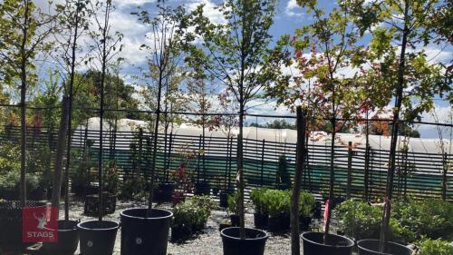 TILIA CORDATA 'GREENSPIRE' (COMMON LIME)