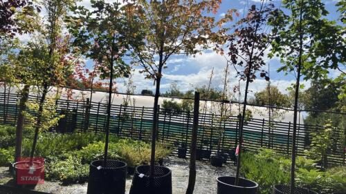 ACER RUBRUM 'OCTOBER GLORY' (RED MAPLE)