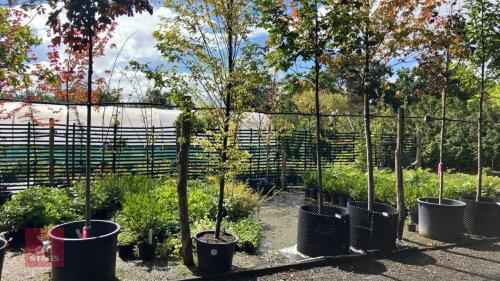 CARPINUS BETULUS FASTIGATA (HORNBEAM)