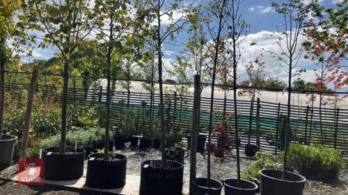 SORBUS ARIA (WHITEBEAM)