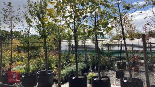 TILIA BRABANT (SILVER LIME)