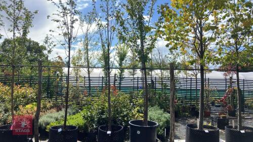 TILIA CORDATA 'GREENSPIRE' (COMMON LIME)