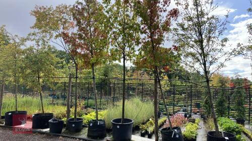 TILIA CORDATA (COMMON LIME)