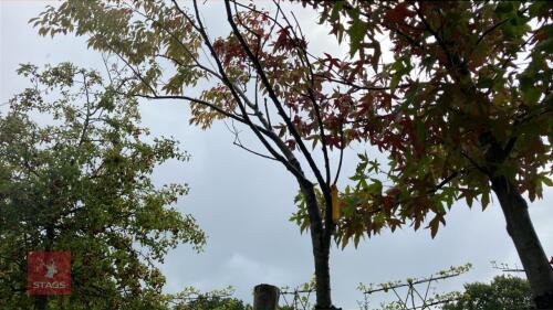 PRUNUS DULCIS (ALMOND)