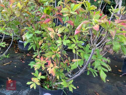 RHODODENDRON LUTEUM (YELLOW AZAELEA)