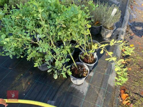 9 BAPTISIA AUSTRALIS (BLUE INDIGO)