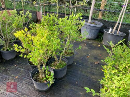 5 LIGUSTRUM OVALIFOLIUM (PRIVET)