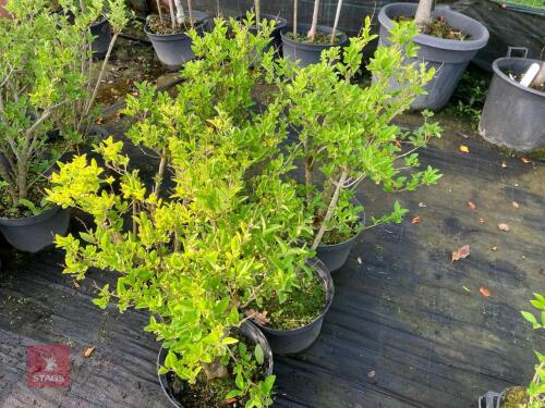 5 LIGUSTRUM OVALIFOLIUM (PRIVET)