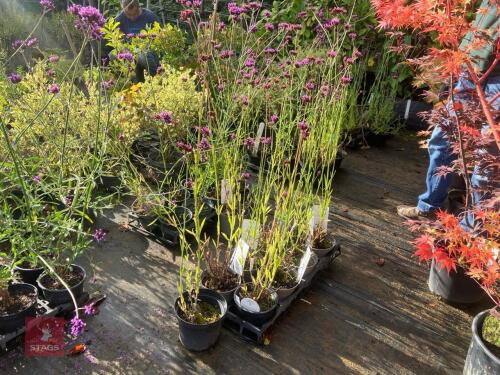9 VERBENA BONARIANSIS