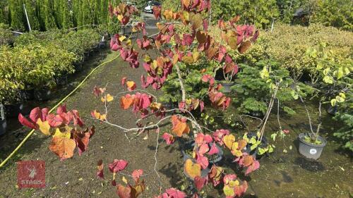 CERCIS CANADENSIS 'FOREST PANSY'
