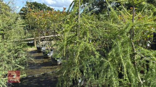 LARIX EUROPEAN (EUROPEAN LARCH)