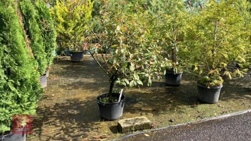 PHOTINIA RED ROBIN (CHRISTMAS BERRY)