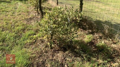 ILEX ACERIFOLIUM 'SILVER QUEEN'