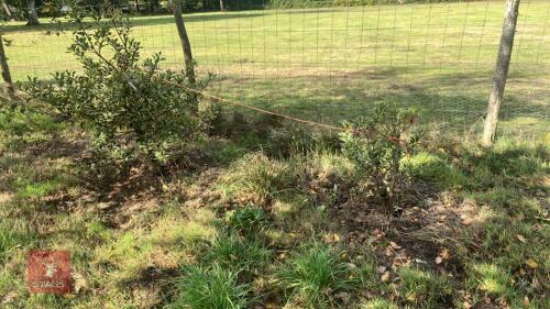 2 ILEX AQUIFOLIUM (HOLLY)