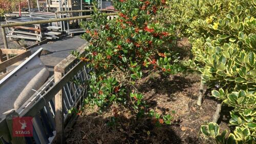 ILEX ACERIFOLIUM 'NELLIE STEVENS'