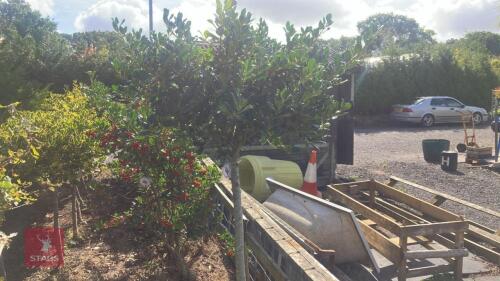 ILEX ACERIFOLIUM 'NELLIE STEVENS'