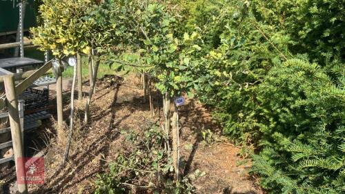 QUERCUS ROBUR (OAK)