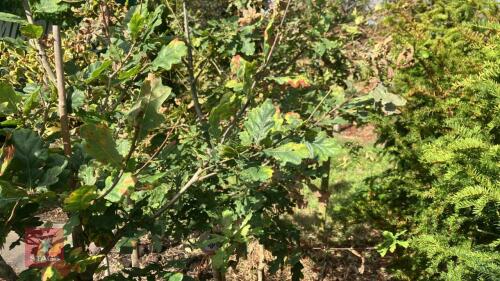 3 QUERCUS ROBUR (OAK)