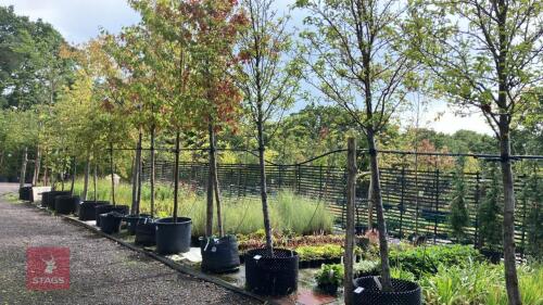 PYRUS CHANTICLEER (CALLERY PEAR)