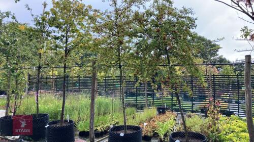CRATAEGUS MONOGYNA (COMMON HAWTHORN)