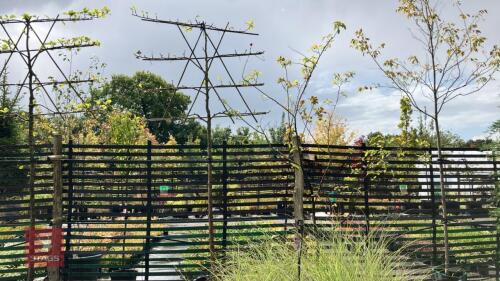 MALUS ORANGE PIPPIN - PLEACHED