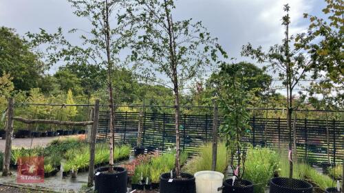 BETULA NIGRA (RIVER BIRCH)