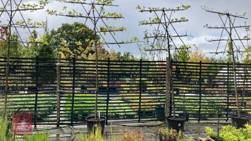 MALUS ORANGE PIPPIN - PLEACHED