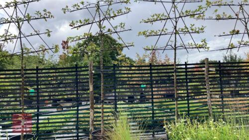 MALUS ORANGE PIPPIN - PLEACHED