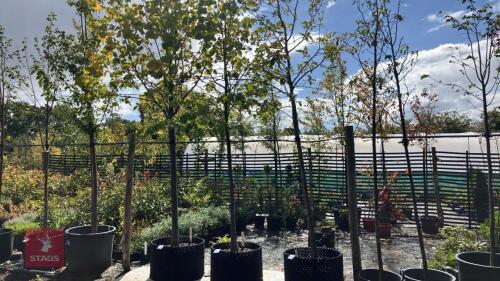 TILIA BRABANT (SILVER LIME)